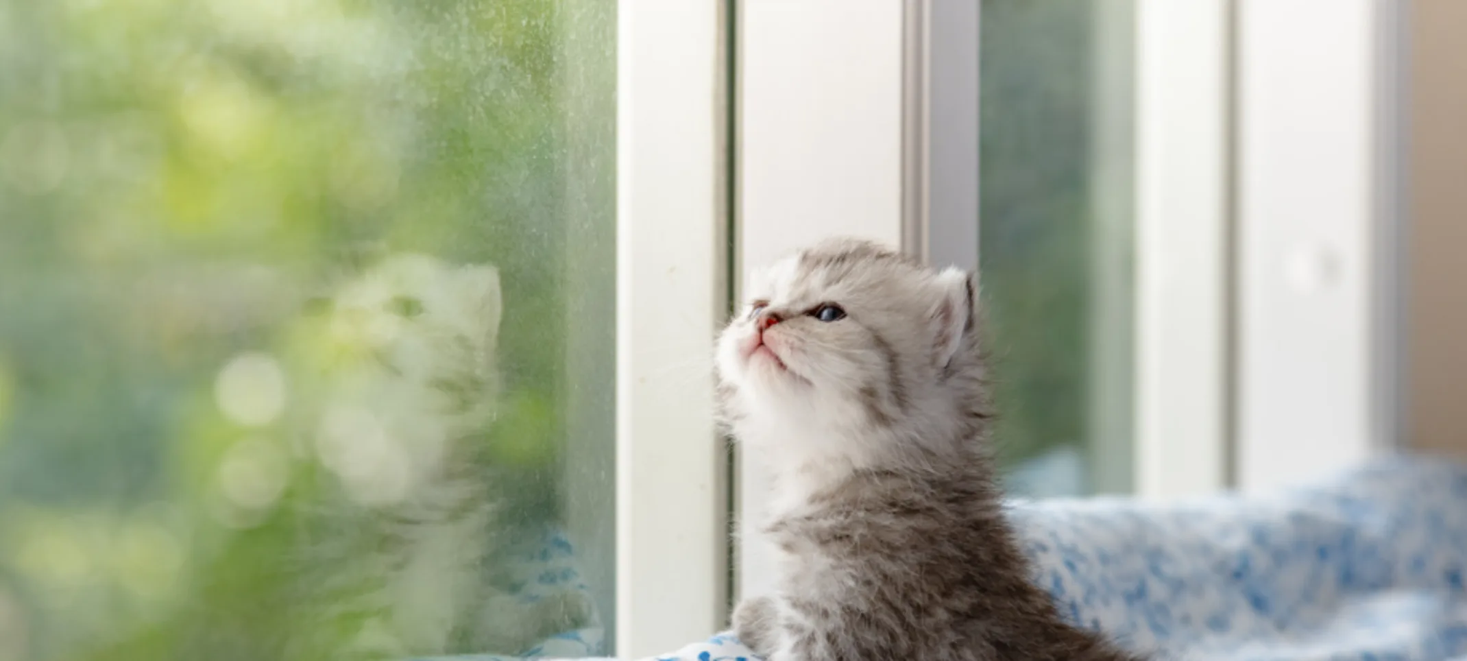 A gray kitten sitting on a blue blanket looking out the window